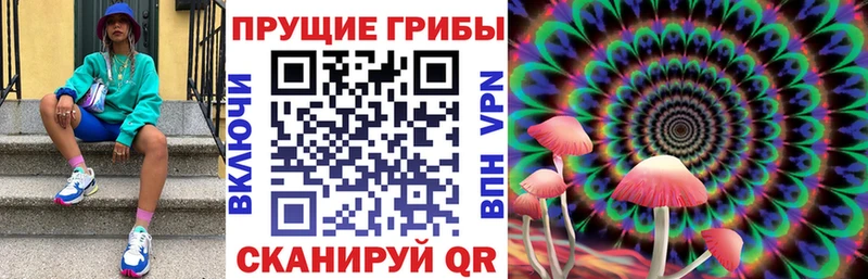darknet Telegram Кимры Псилоцибиновые грибы Psilocybine cubensis