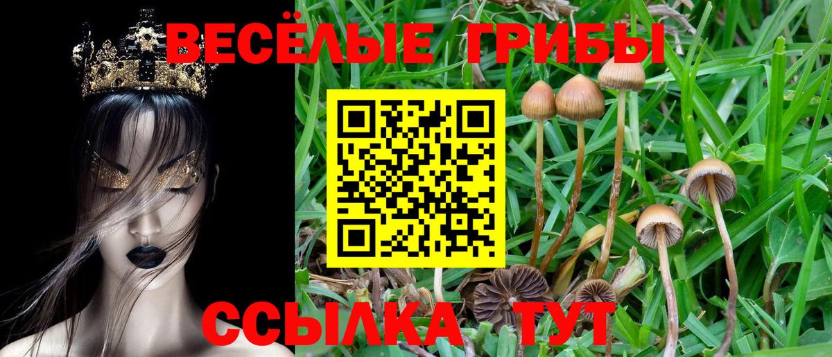 Кимры  Псилоцибиновые грибы Psilocybe  цена   Вход с VPN 