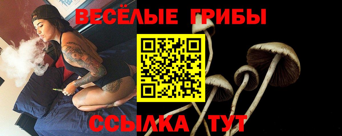 Псилоцибиновые грибы Psilocybine cubensis  Кимры 